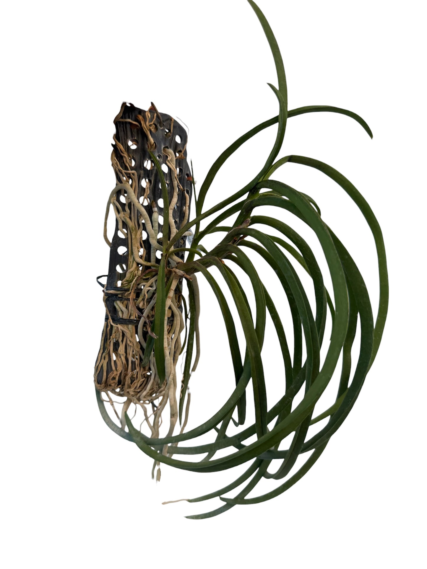 Orchid Vandachostylis (formerly Darwinara) Charm 'Blue Star' × Seidenfadenia mitrata.