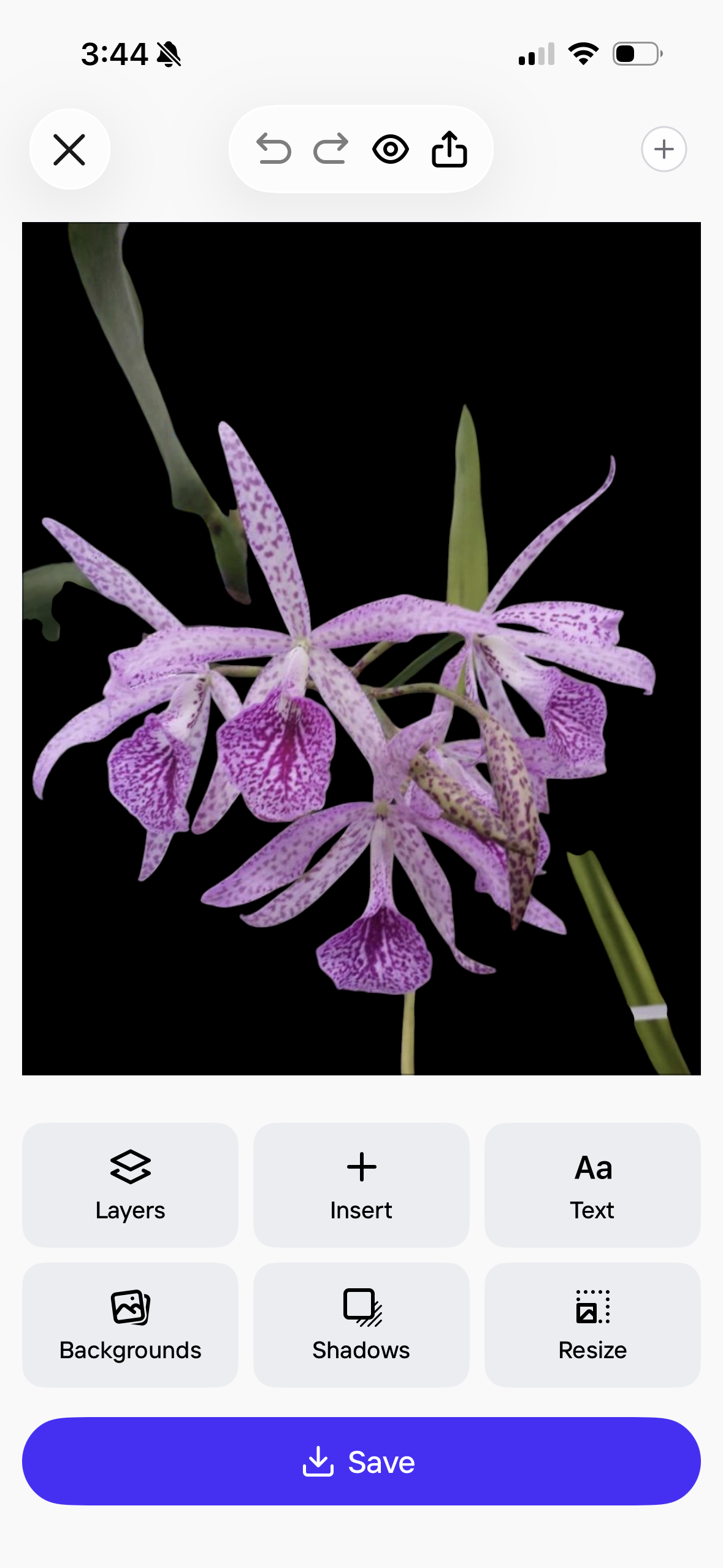 Orchid Bc. Makai Mayumi