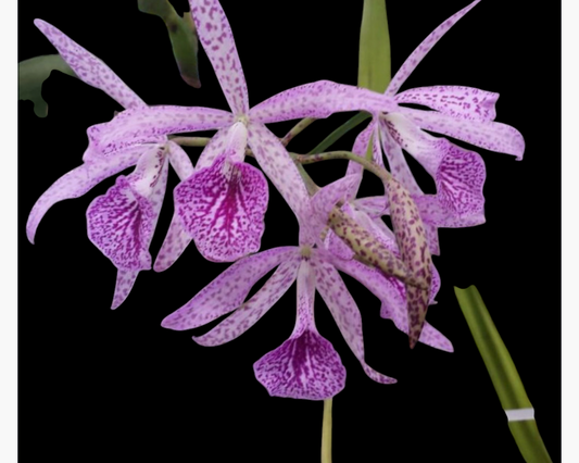 Orchid Bc. Makai Mayumi