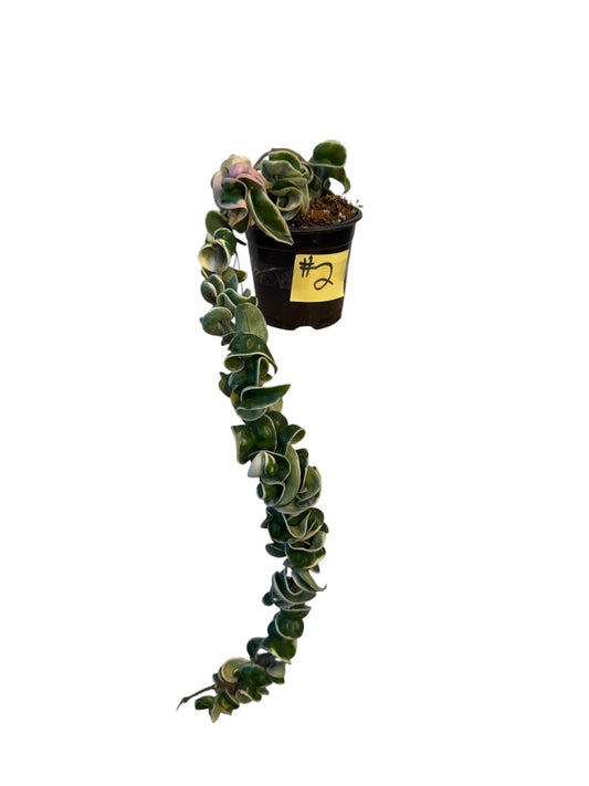 Hoya Compacta Variegated Rope