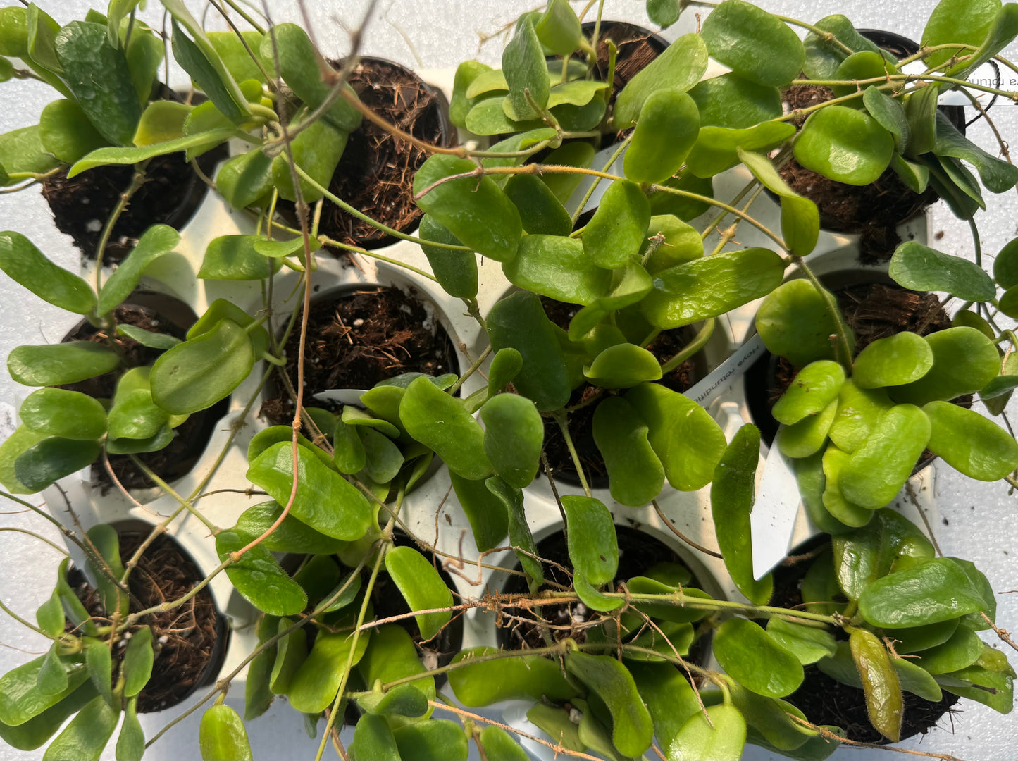 Hoya rotundiflora