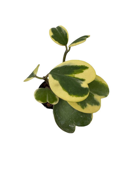 Hoya Kerri Heart Variegated