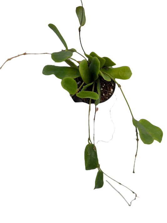 Hoya rotundiflora