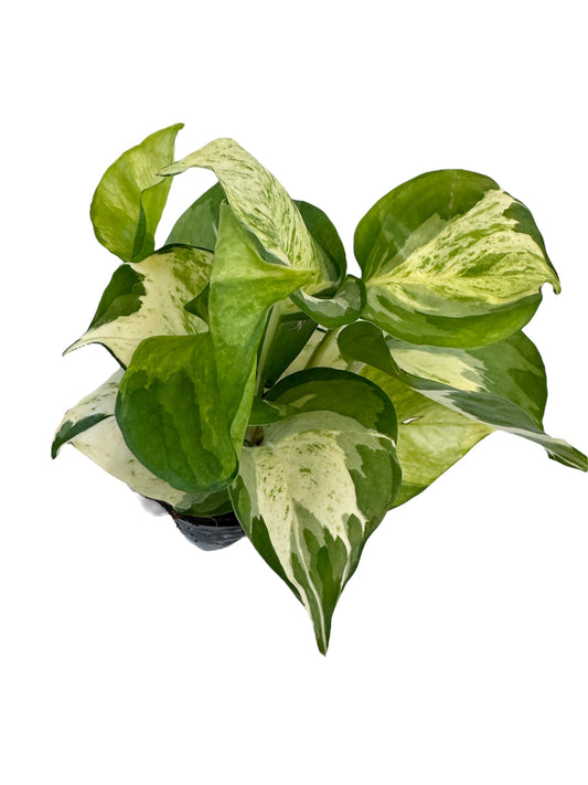 Epipremnum Manjula Potos