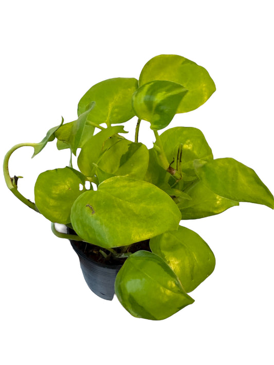 Epipremnum Neon Joy variegated
