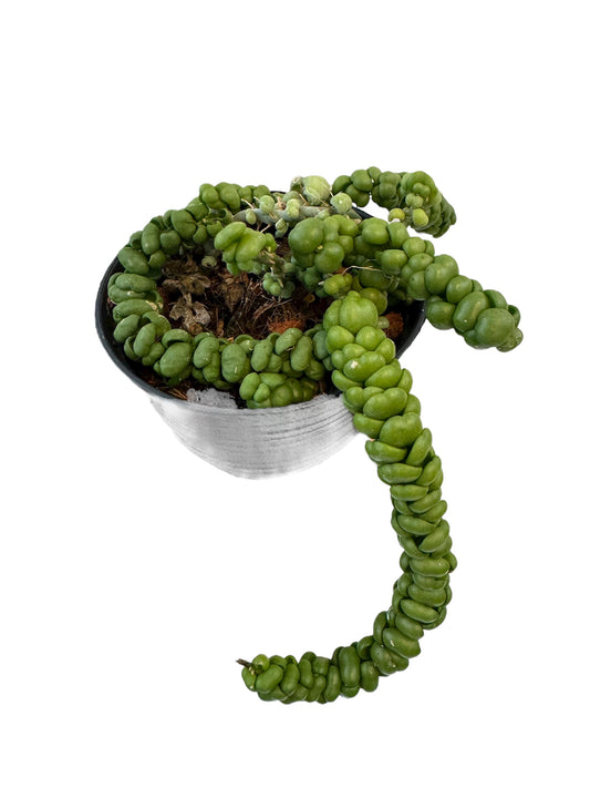 Dischidia Dragon Jade large