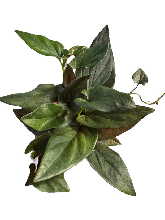 Syngonium erythrophyllum