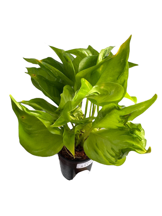 Epipremnumq Champs Élysées pothos