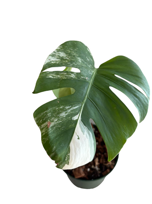 Monstera Albo Borsigiana