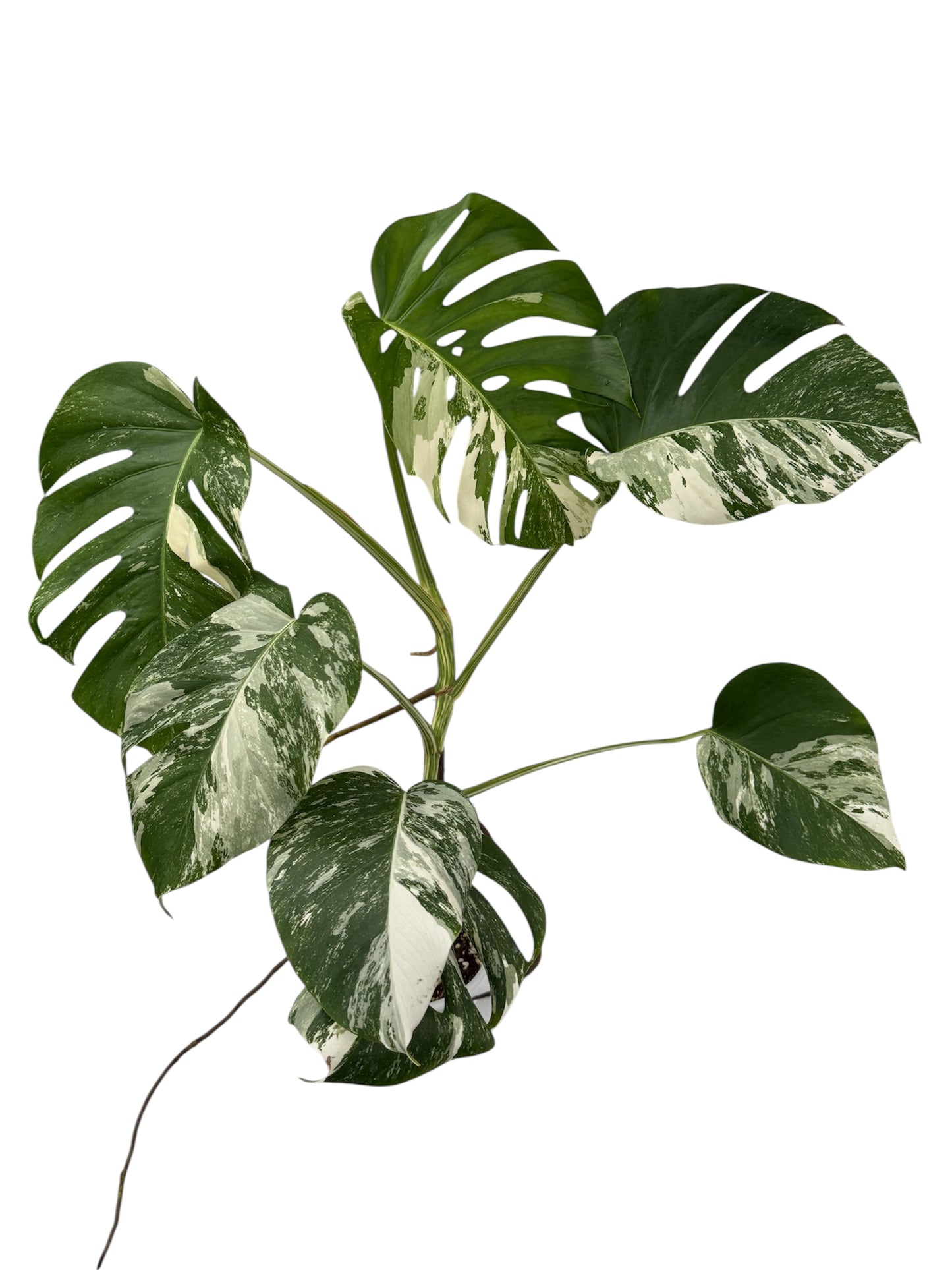 Monstera Albo Borsigiana