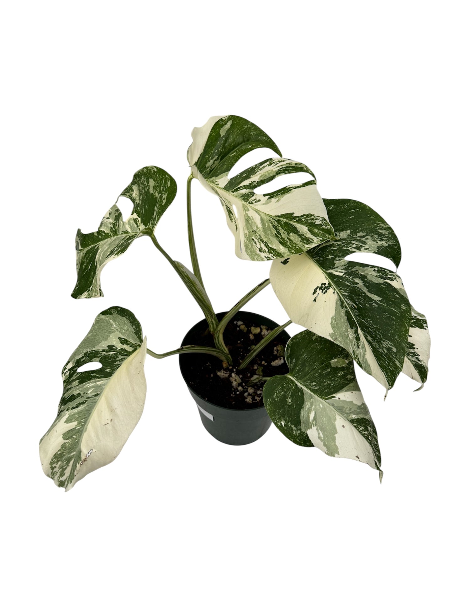 Monstera Albo Borsigiana