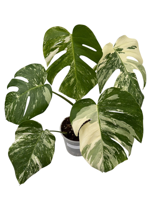 Monstera Albo Borsigiana