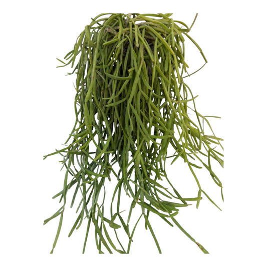 Rhipsalis Micrantha ExLarge