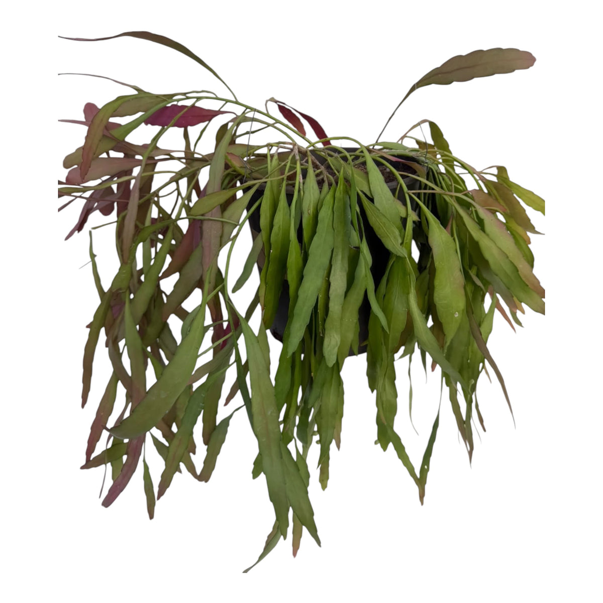 Rhipsalis Ramulosa exLarge