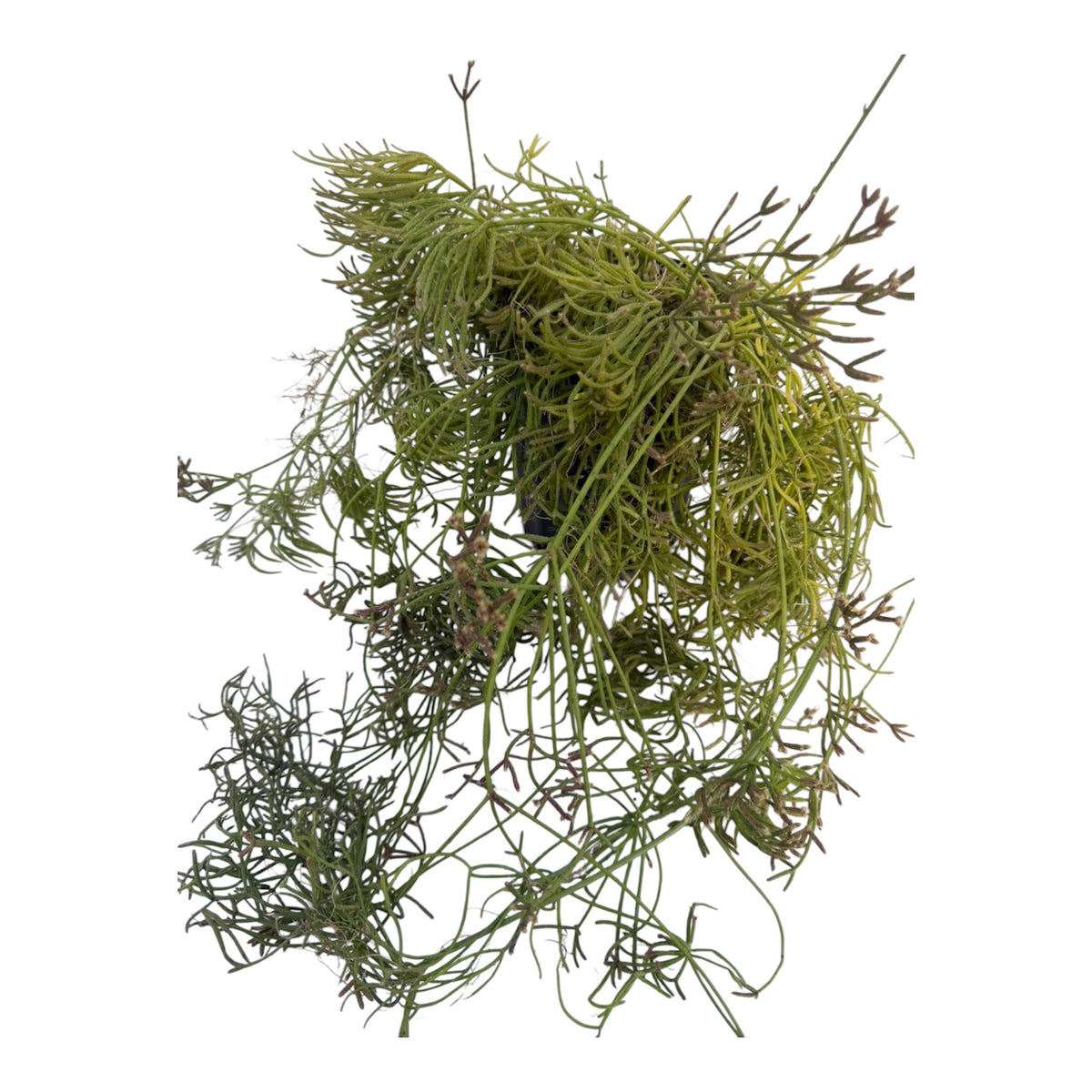 Rhipsalis Teres f. heteroclada.