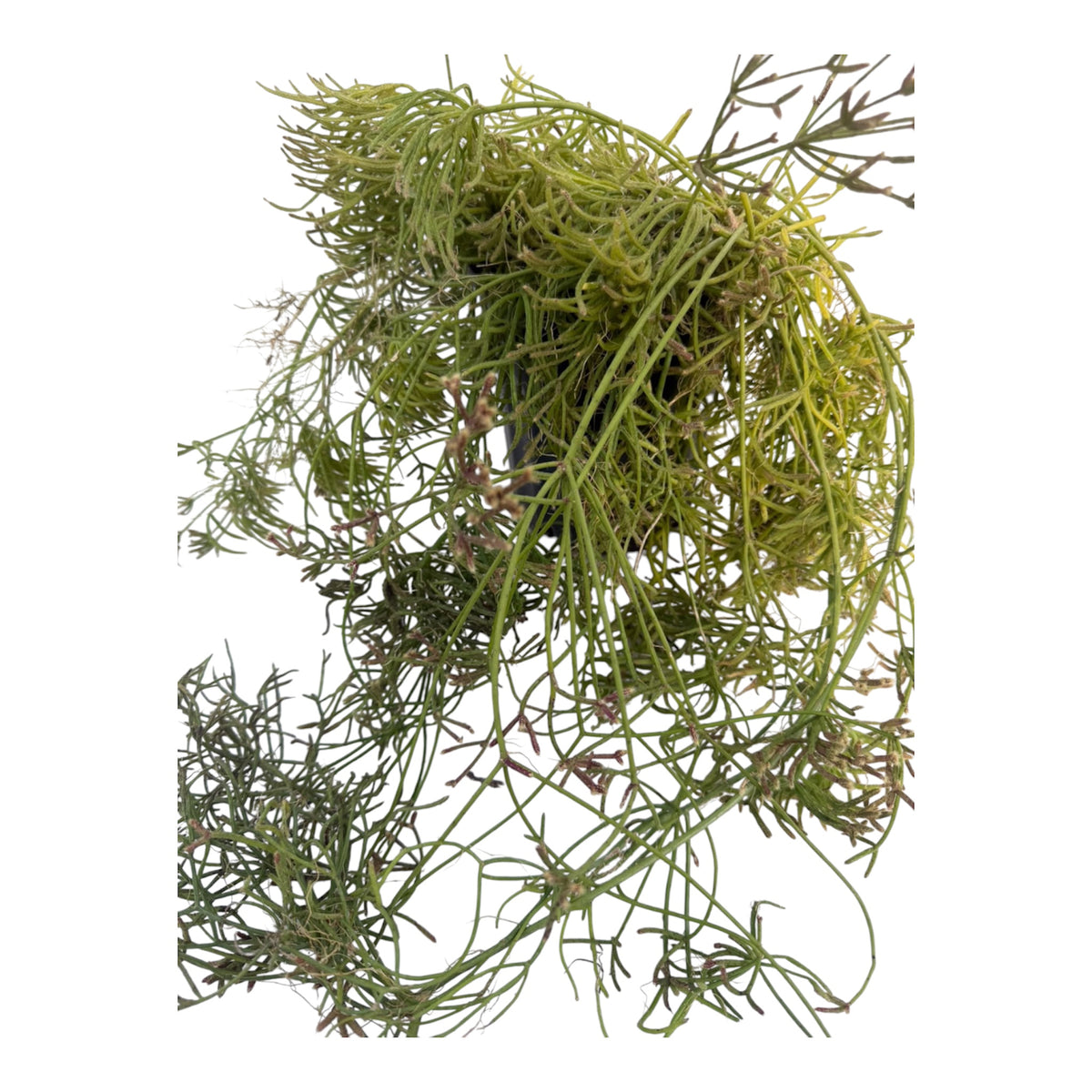 Rhipsalis Teres f. heteroclada.
