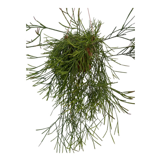 Rhipsalis Trigona large Medium