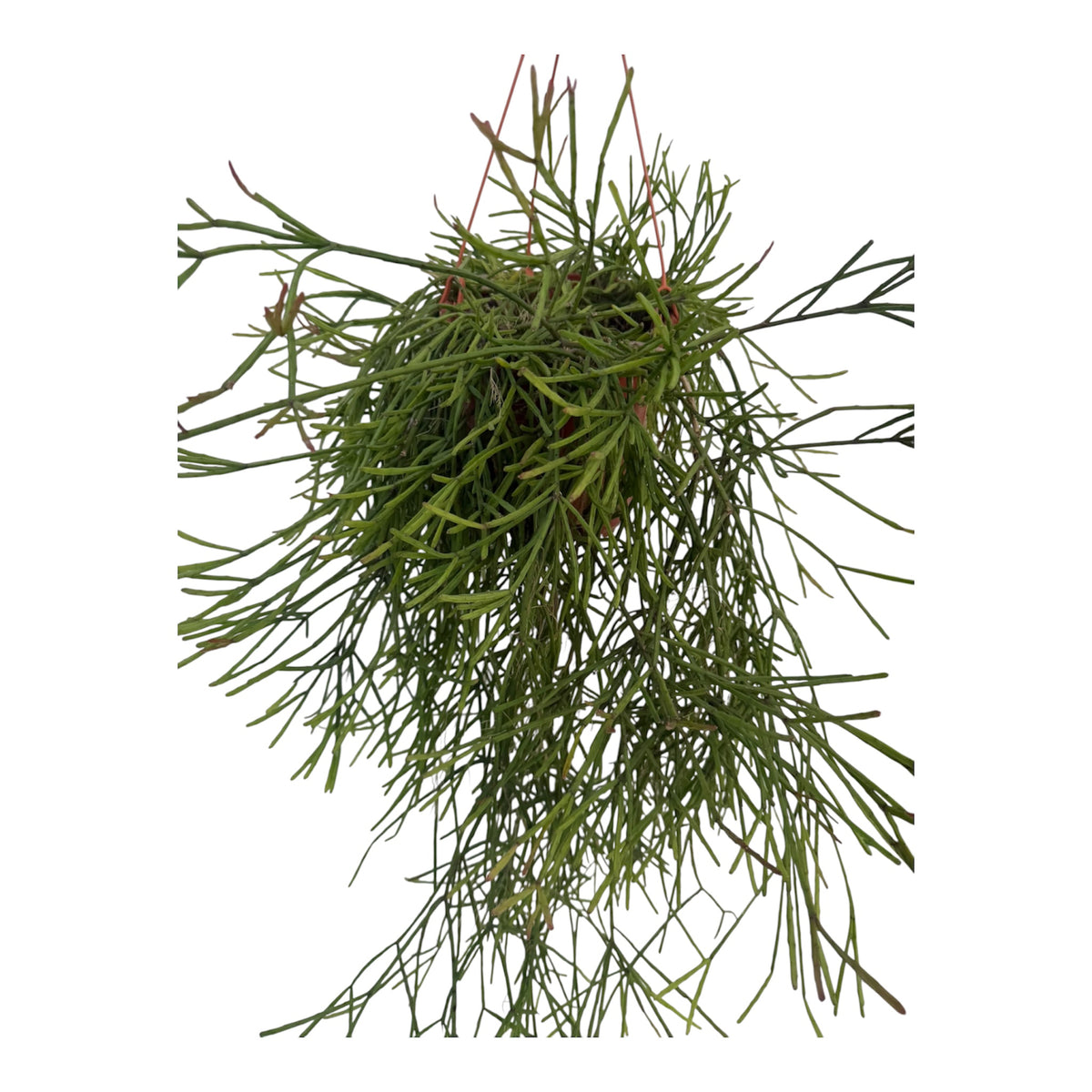 Rhipsalis Trigona large