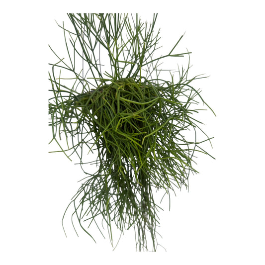 Rhipsalis Baccifera white pearl large