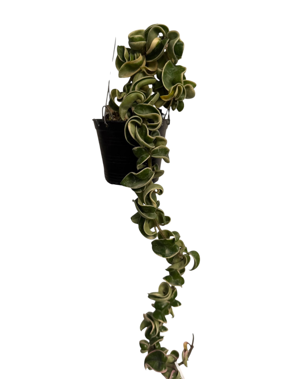 Hoya Compacta Hidu Rope Variegated