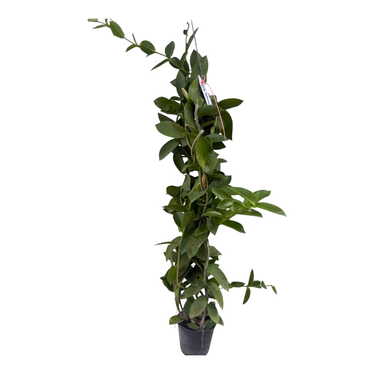Hoya Halcopiensis Vine