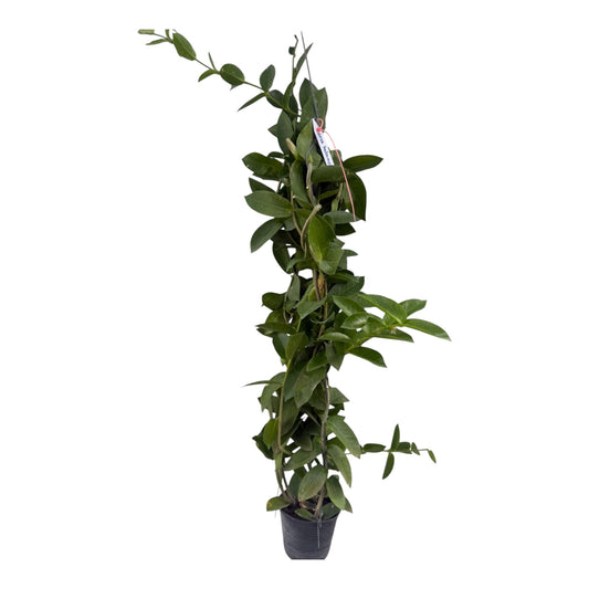 Hoya Halcopiensis Vine