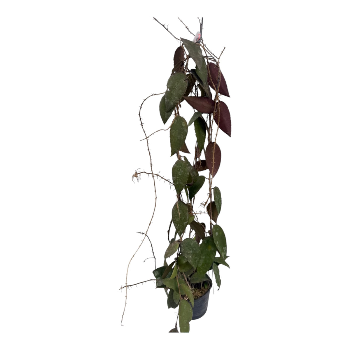 Hoya caudata 'Sumatra’