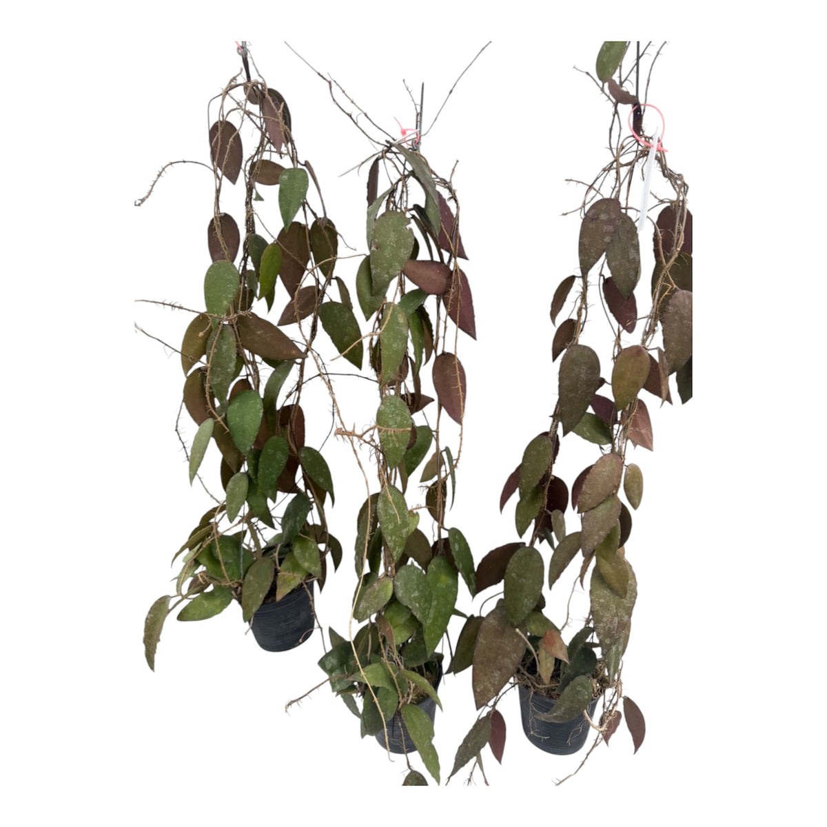 Hoya caudata 'Sumatra’