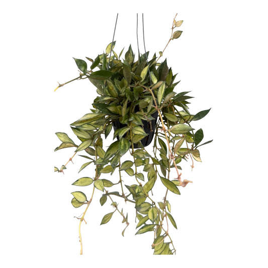 Hoya Lacunosa variegated