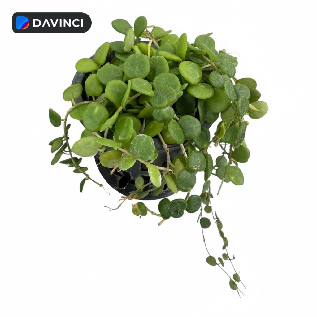 Hoya Serpens