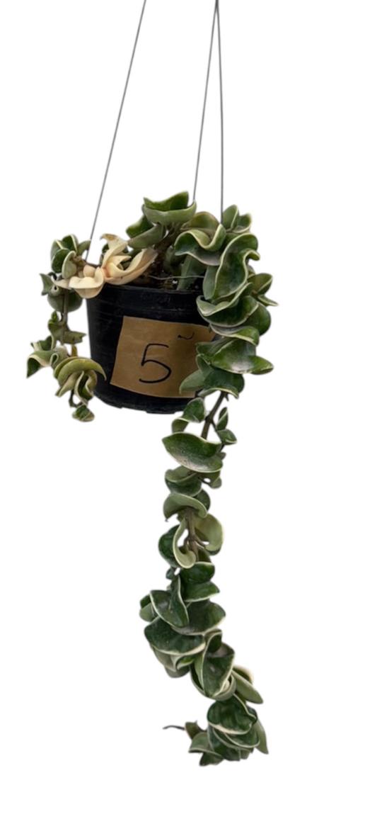 Hoya Compacta Hidu Rope Variegated