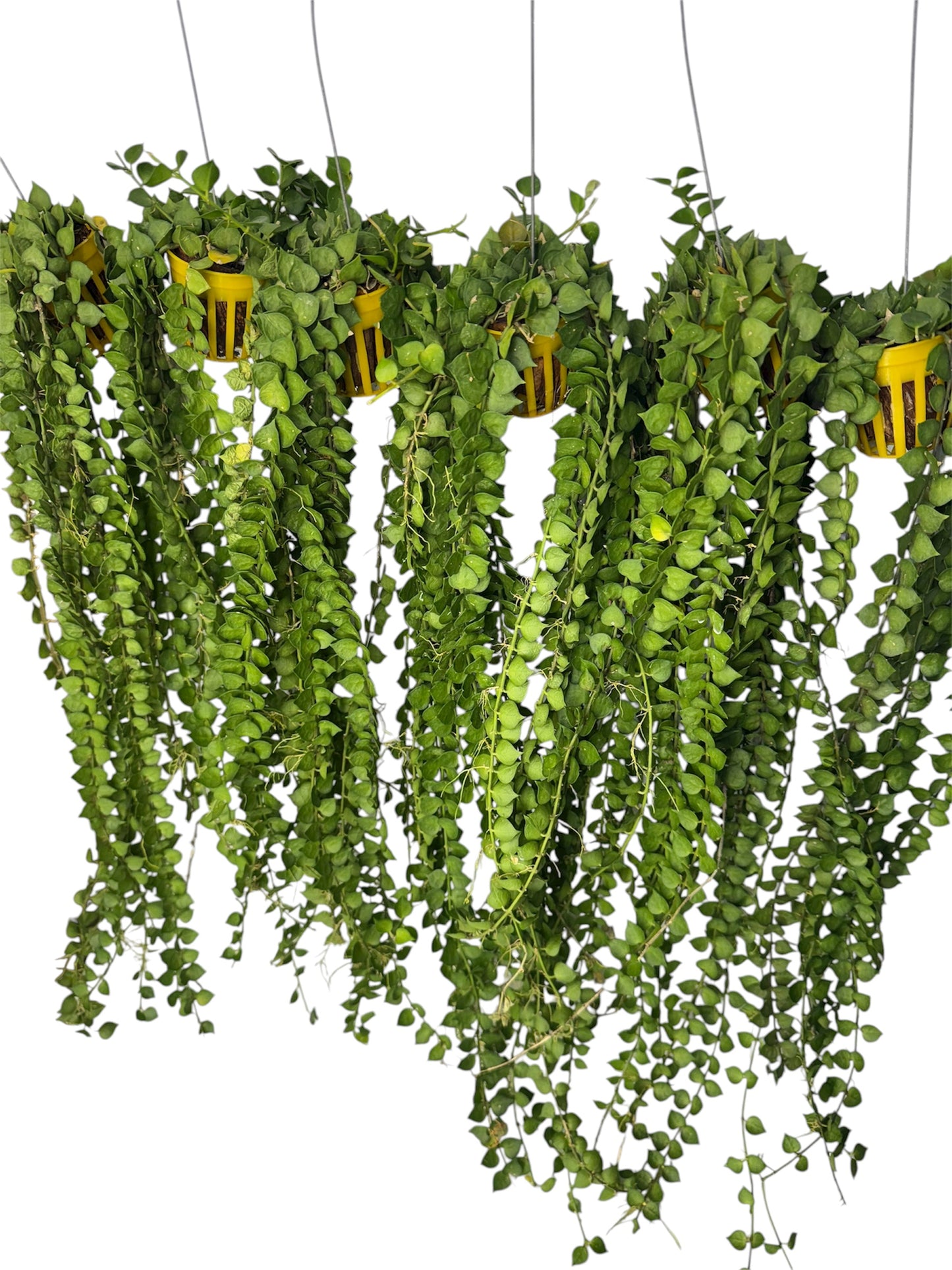 Dishchidia Million Heart Green Long Vine 20 inch long