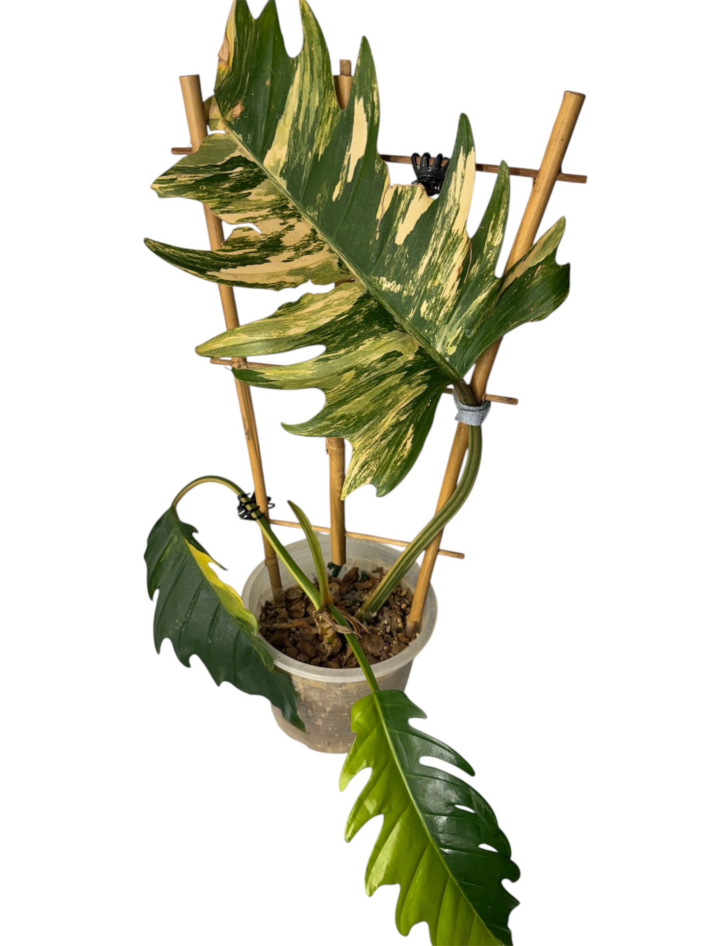 Philodendron Caramel Marble Large