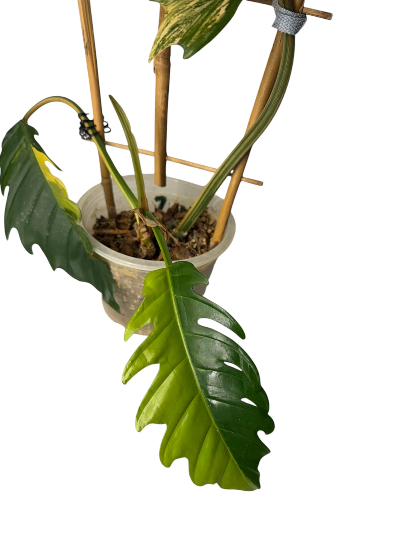 Philodendron Caramel Marble Large