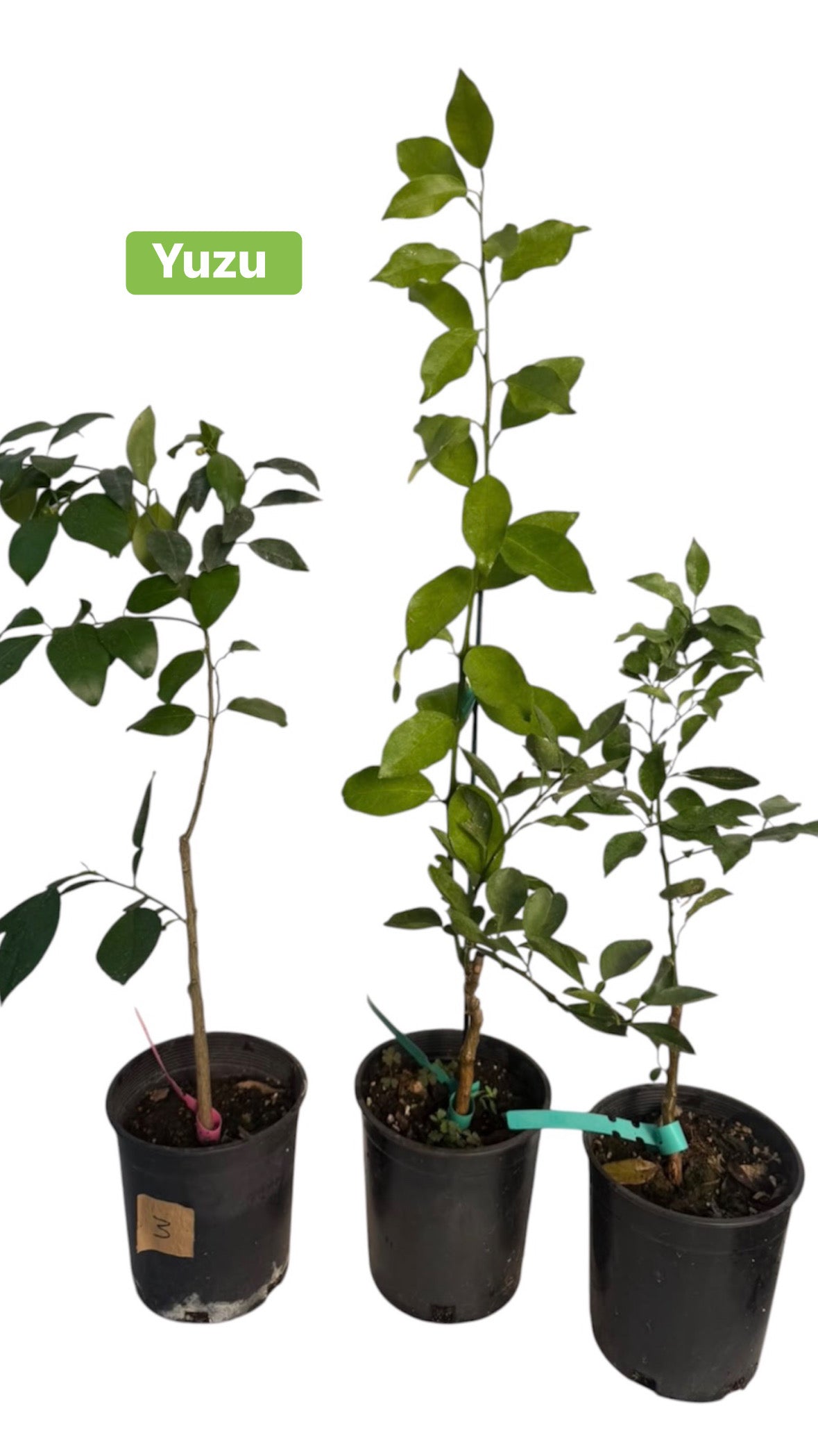 Japanese Or Italian Lemon Tree