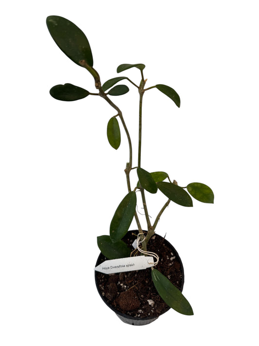 Hoya diversifolia splash
