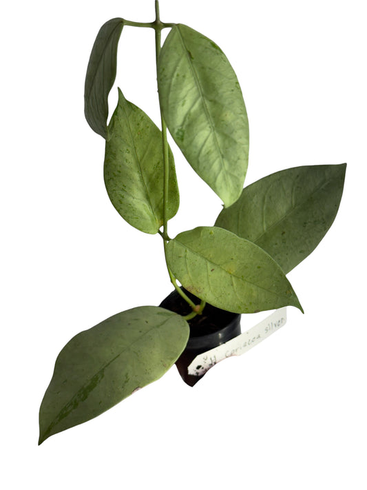 Hoya coriacea 'Silver'