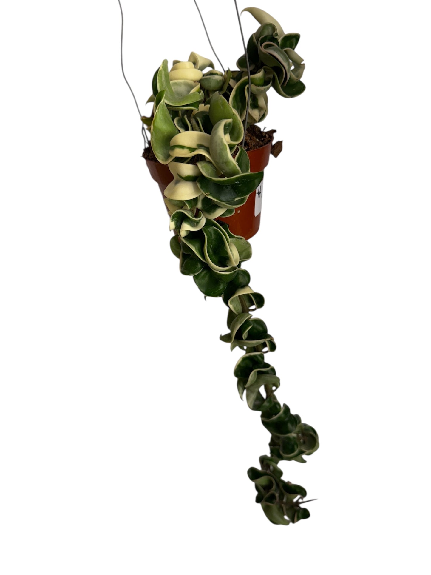 Hoya Compacta Variegated Rope