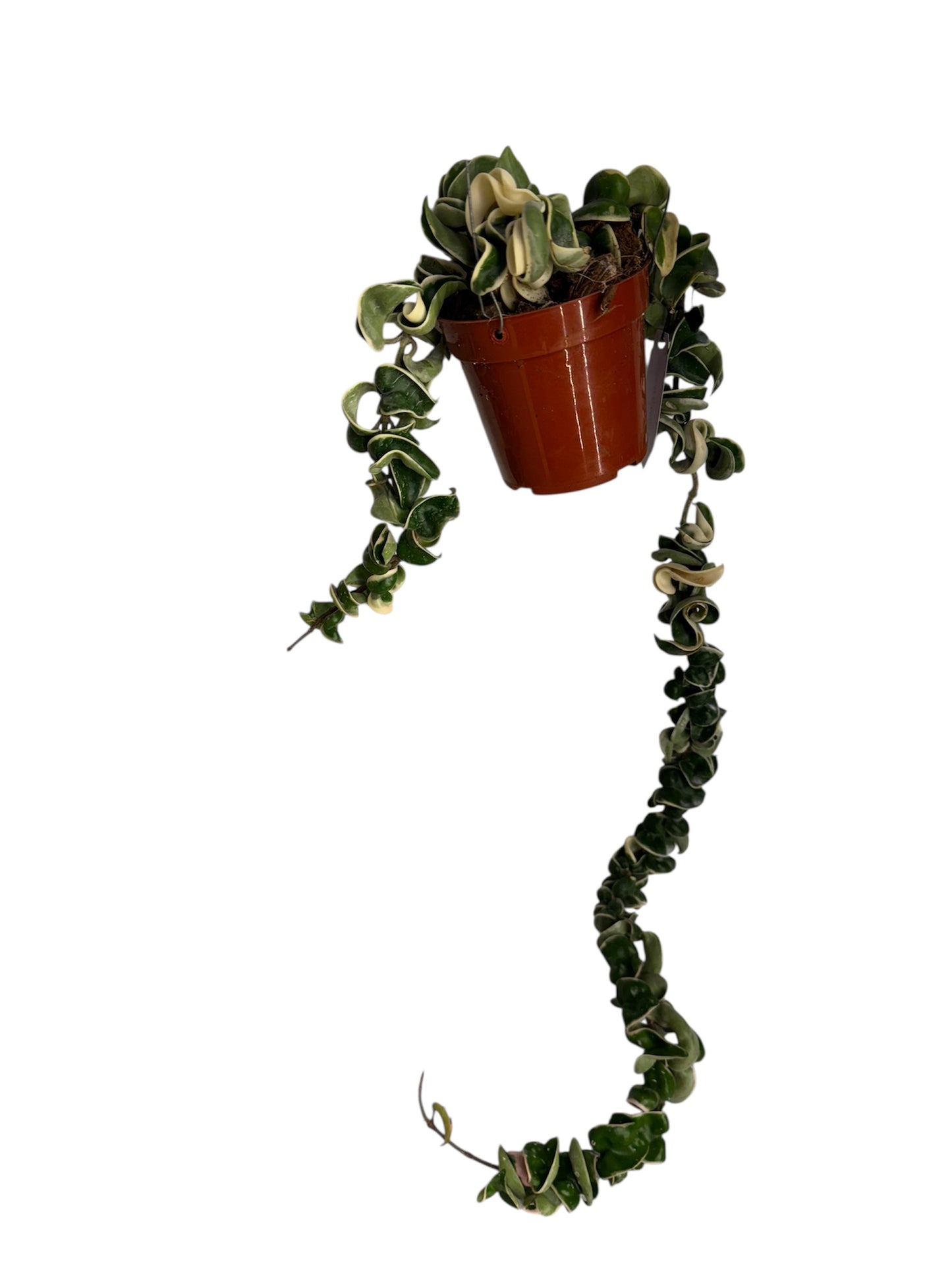 Hoya Compacta Variegated Rope