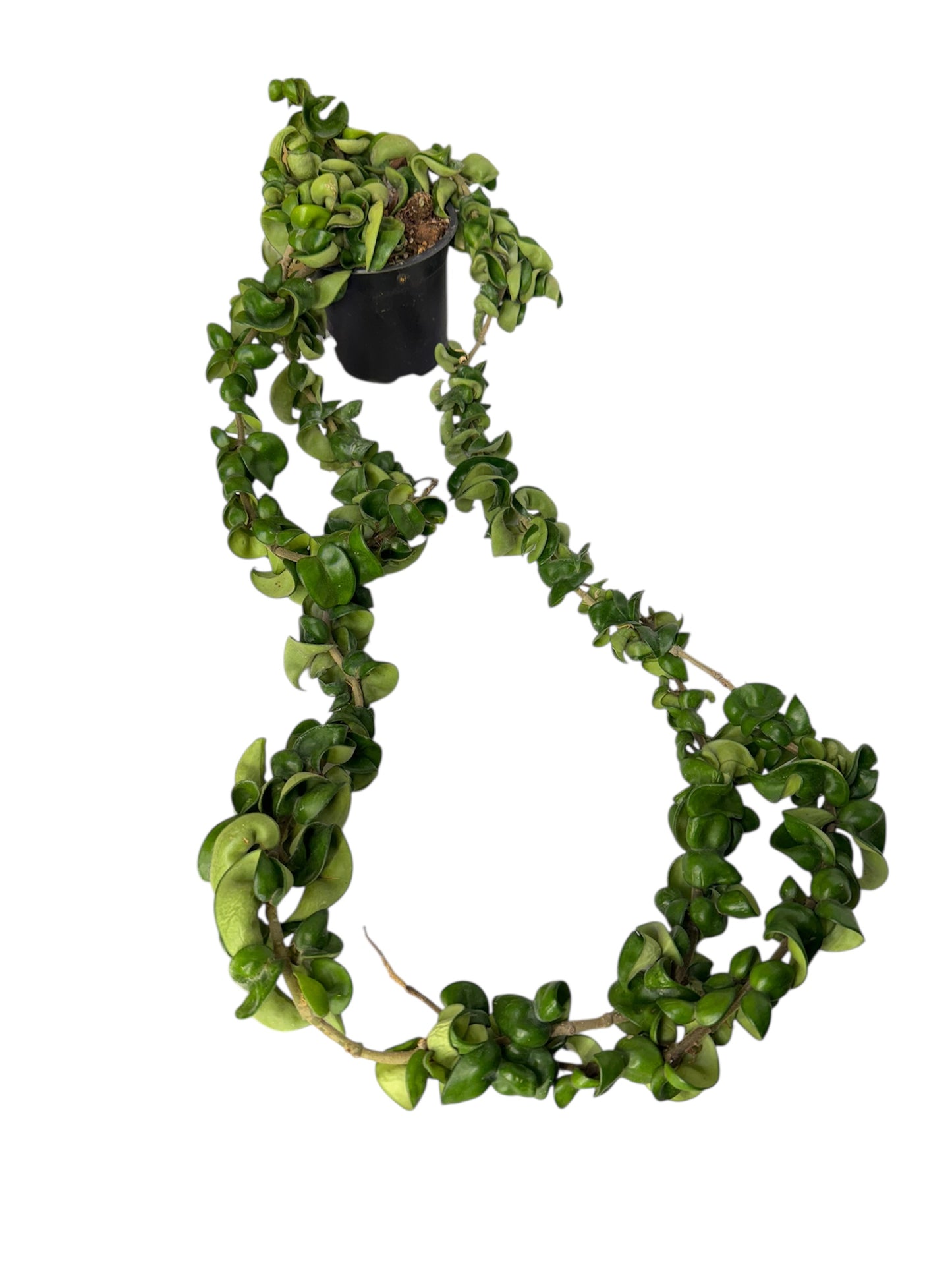 Hoya compacta green vine