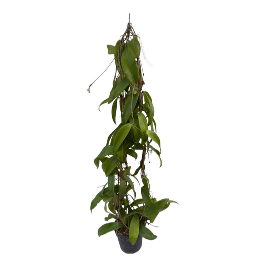 Hoya siariae red Vine
