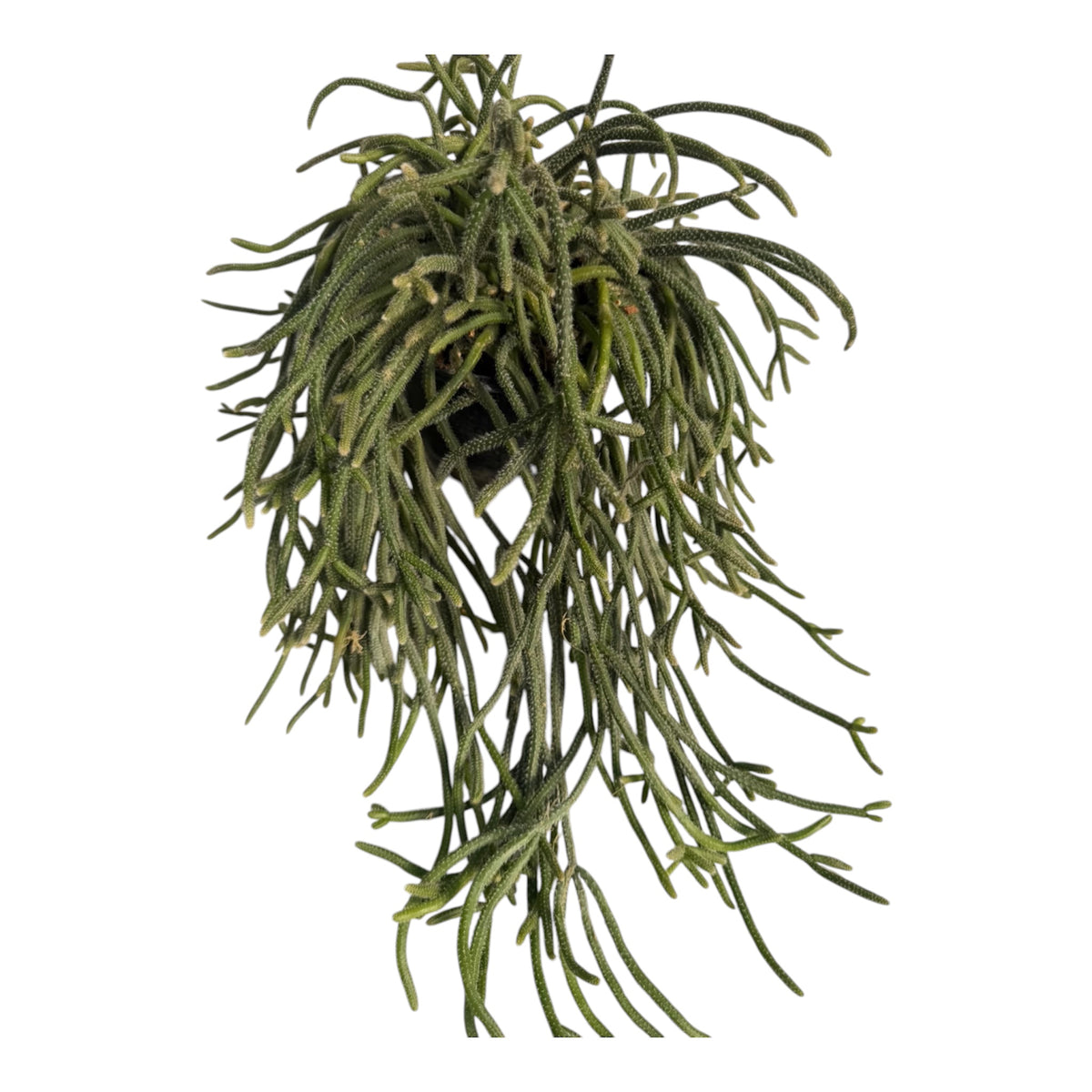 Rhipsalis Mouse Tail 6 “ pot Large