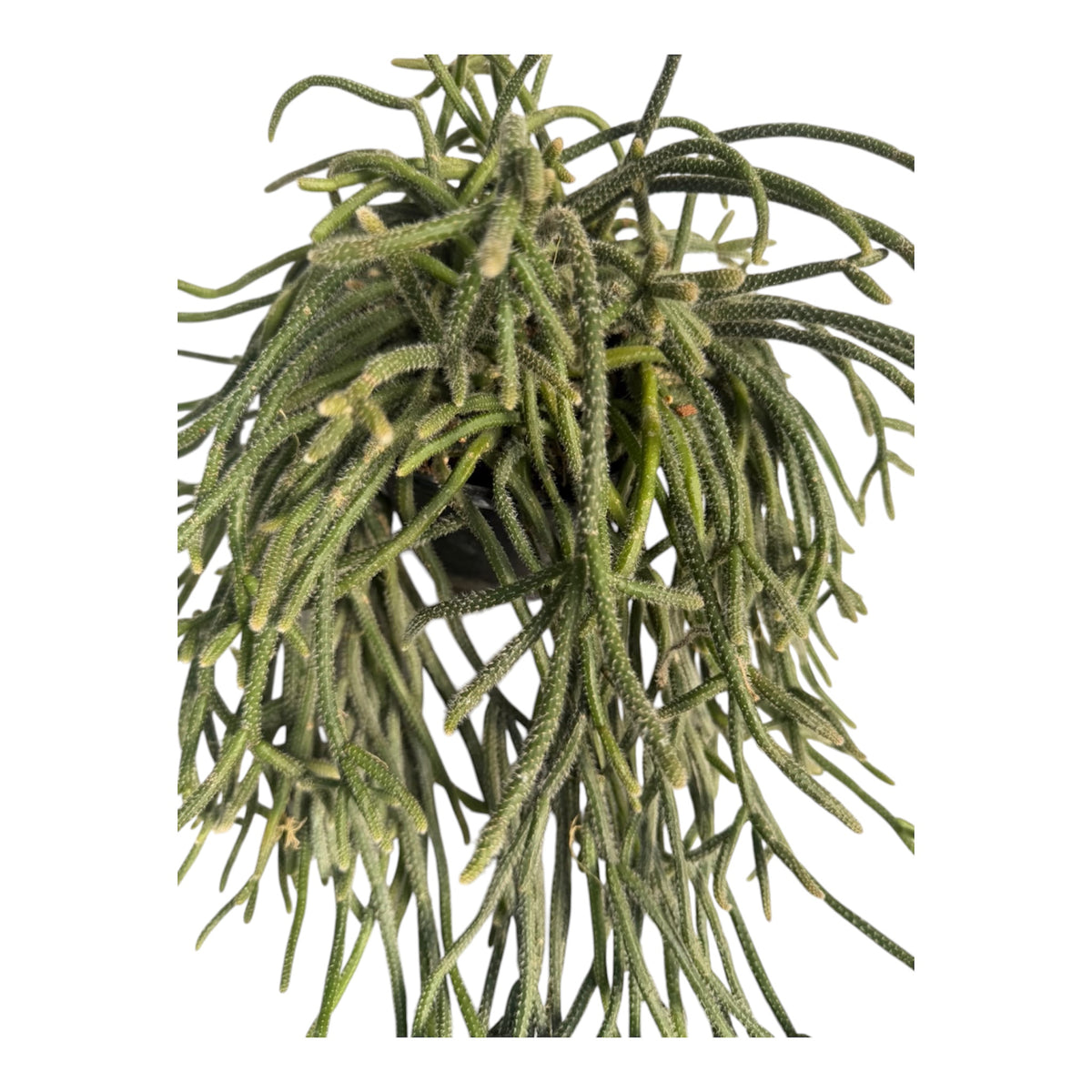 Rhipsalis Mouse Tail 6 “ pot Large