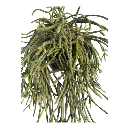 Rhipsalis Mouse Tail 6 “ pot Large