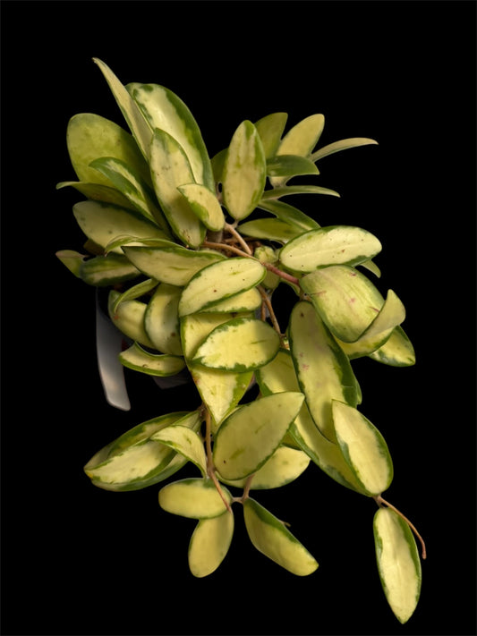 Hoya Acuta inner Variegated