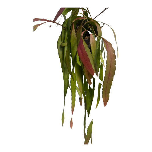 Rhipsalis Ramulosa sun stress