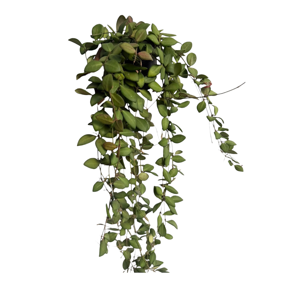 Hoya tsangii large