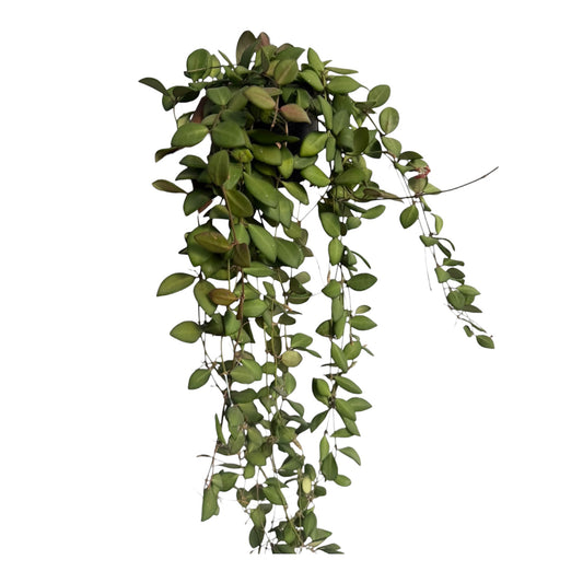 Hoya tsangii large