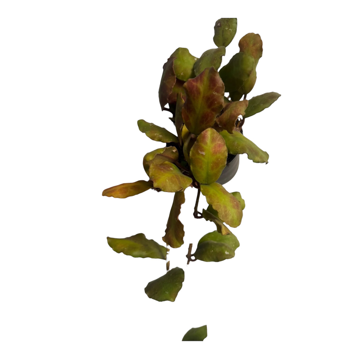 Hoya Waymaniae Borneo Red leafs