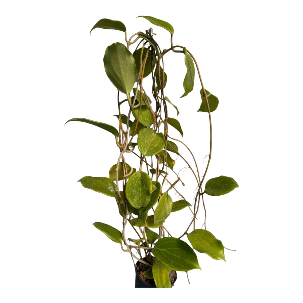 Hoya Merrillii Vine
